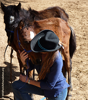 Orphan foal rescue